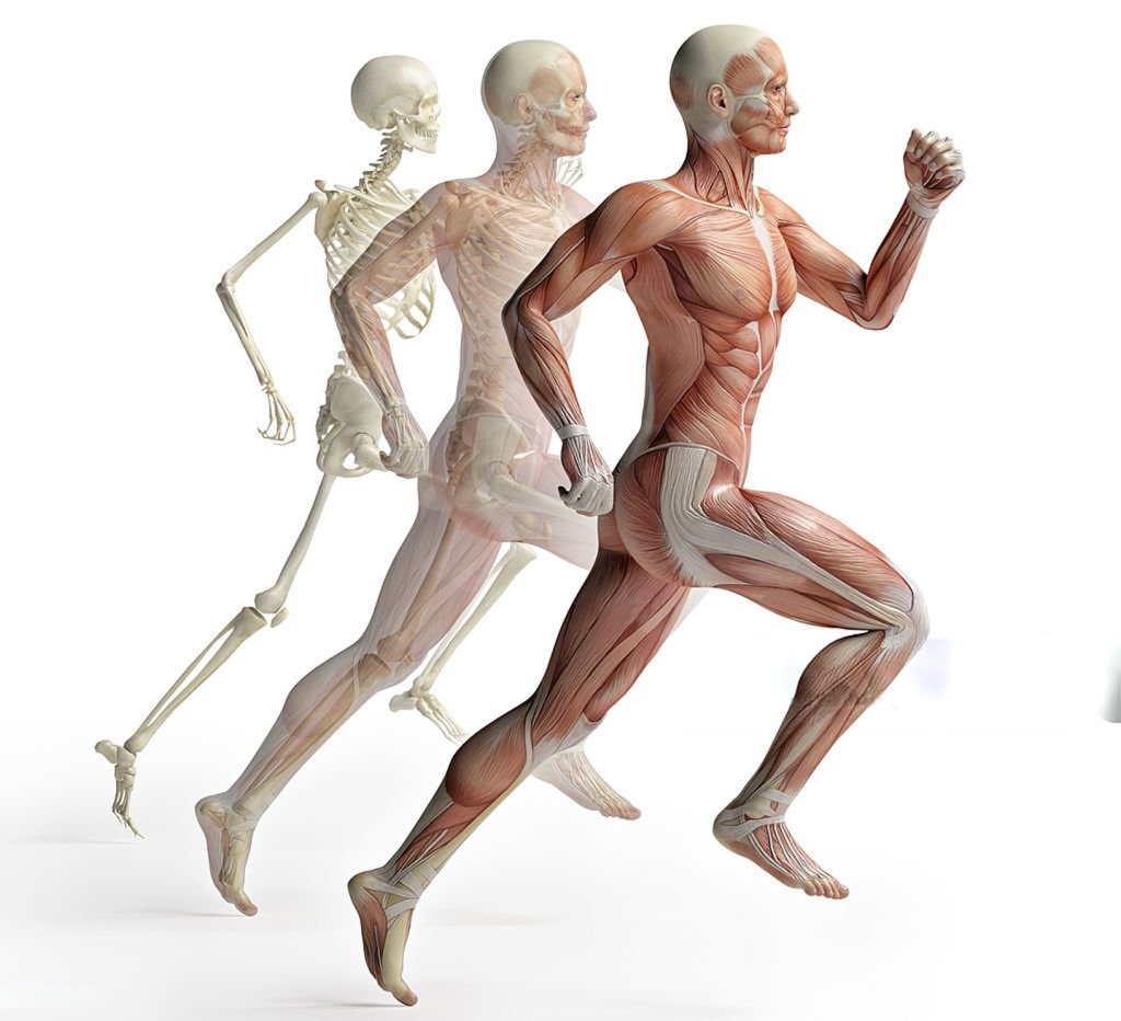Human Anatomy - Orthopedic Specialties